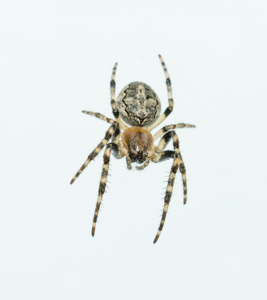 La lógica de la araña