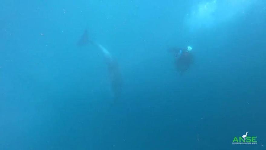 Liberan a dos delfines mulares en una almadraba en Cartagena
