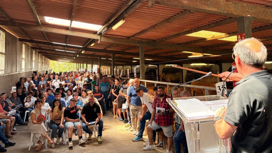 Bizkaia refuerza la conservación de la pottoka y la raza pirenaica con una subasta en Gorliz