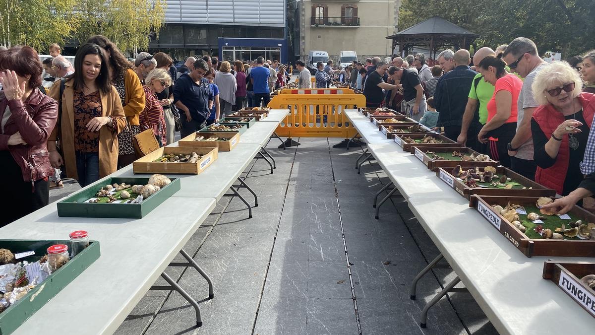 Kurtzeko Plaza acogerá este domingo una interesante exposición micológica