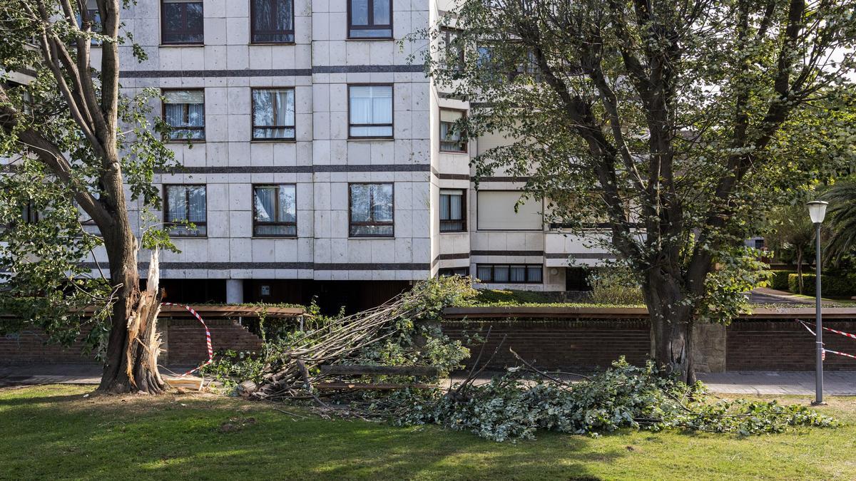Los operarios retiran un árbol caído en la zona de Las Arenas