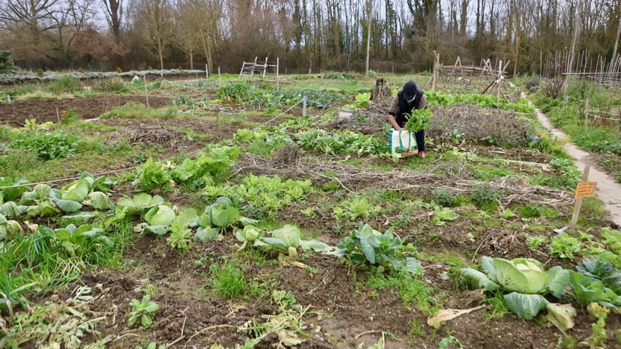 El Mercado de la Almendra regresa este sábado fomentado la compra de verduras de KM 0