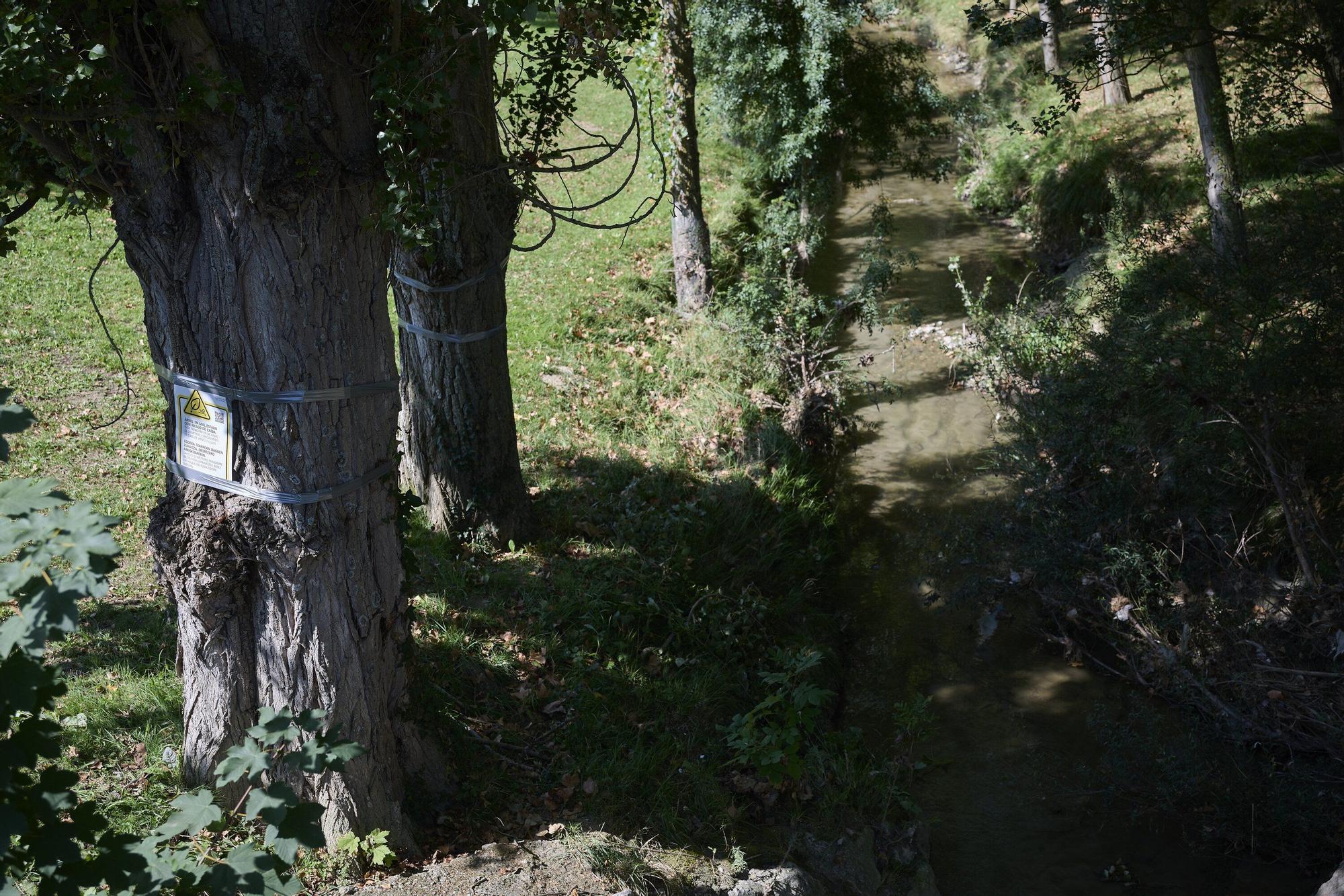 Tala de árboles en la Universidad de Navarra