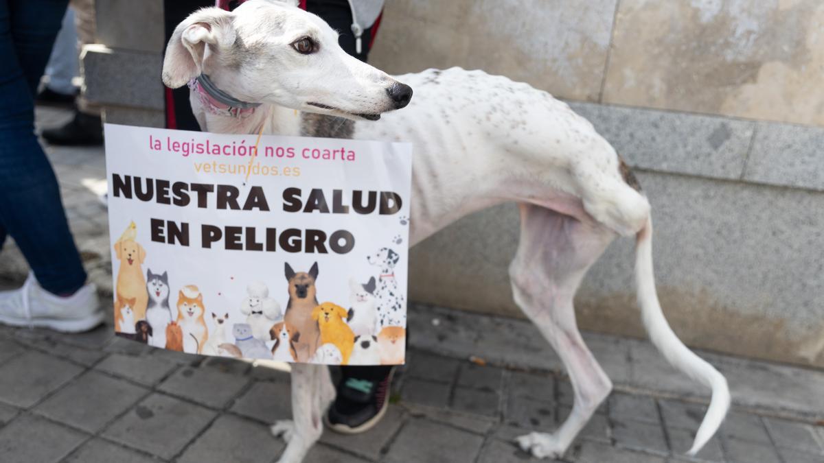 Un galgo en una manifestación contra la ley veterinaria que regula la medicación.