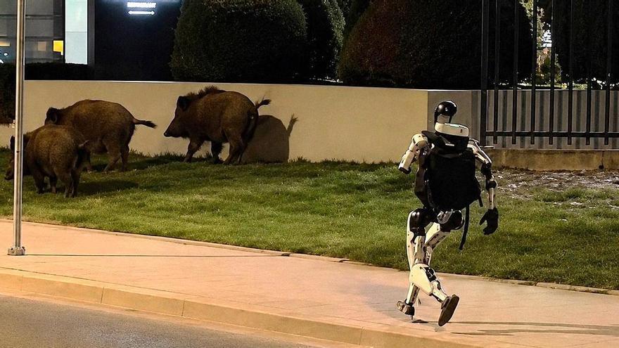 El vídeo viral del robot humanoide persiguiendo a jabalís que han visto diez millones de personas