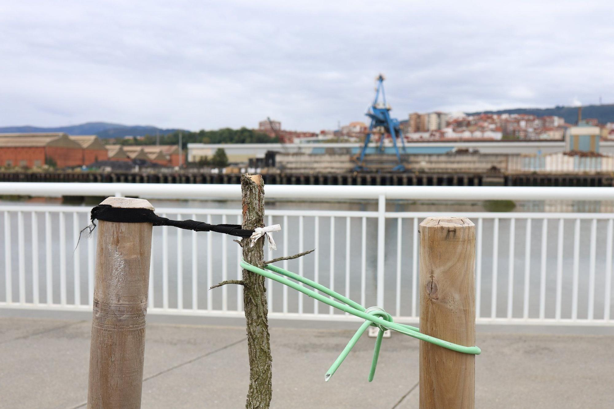 En imágenes: Destrozan una decena de árboles en el paseo de la ría en Lamiako
