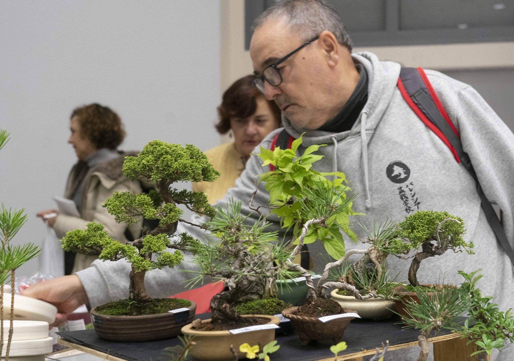 En imágenes: El arte del bonsái llega a Vitoria-Gasteiz