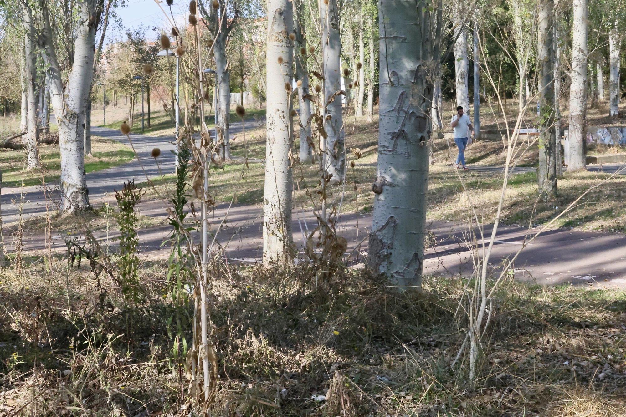 Malas hierbas en un parque de Gasteiz.