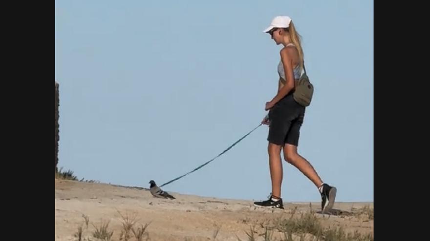 Ven a una joven pasear a una paloma con correa por Torrevieja y se arma el debate