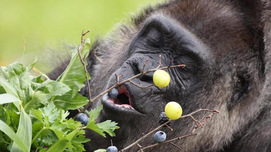 "Una visita al zoo", por José Manuel Etxaniz