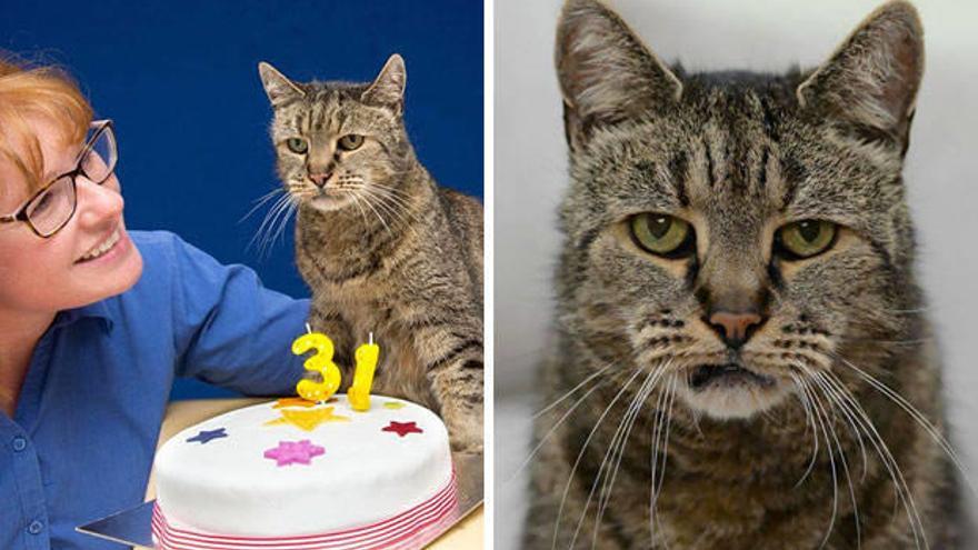 Un gato celebra su 31 cumpleaños.