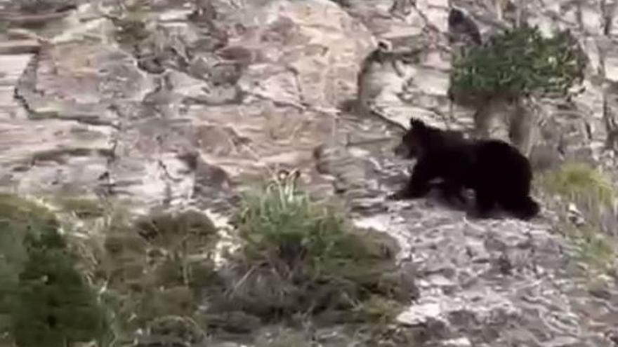 Avistan un oso en la muga con Navarra