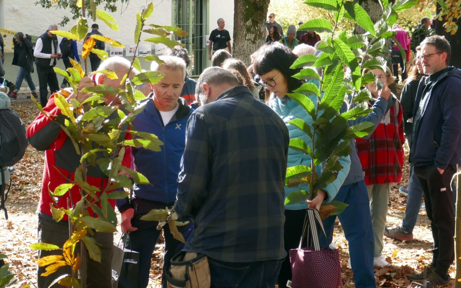 Mañana de castañas en Jauntsarats