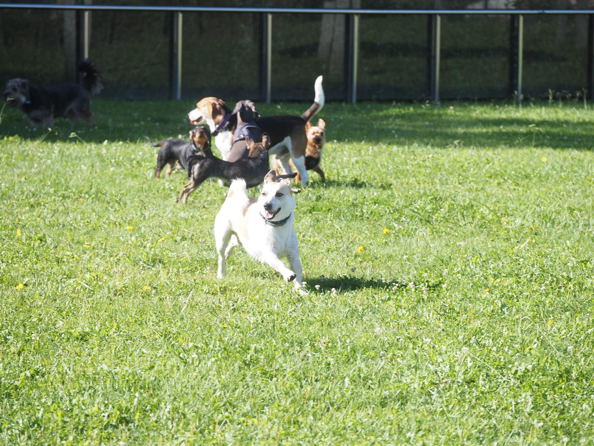 Las piscinas de Eibar han sido coto privado para los perros