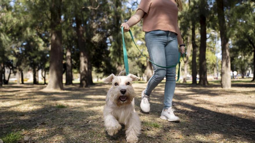 70.000 euros y alojamiento gratis: la gran oferta de una familia británica por cuidar de su perro