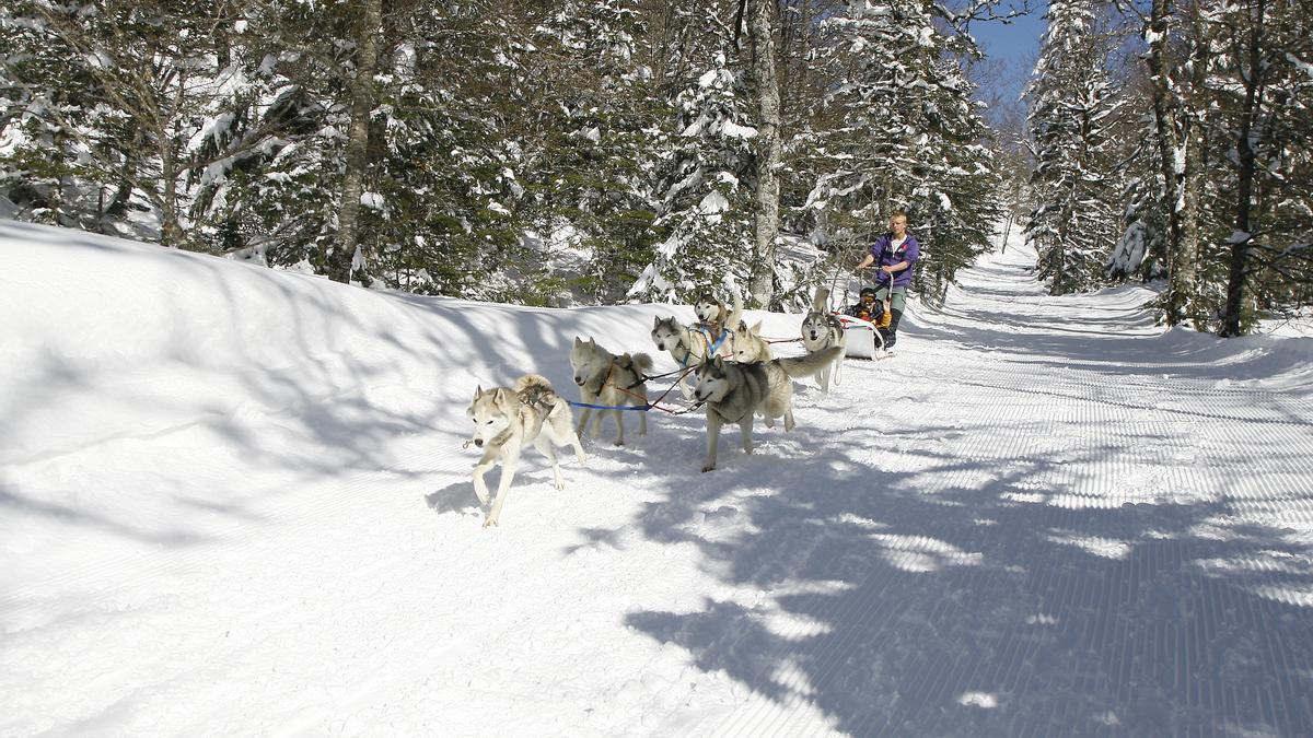 Un trineo tirado por perros en el bosque de Braca.