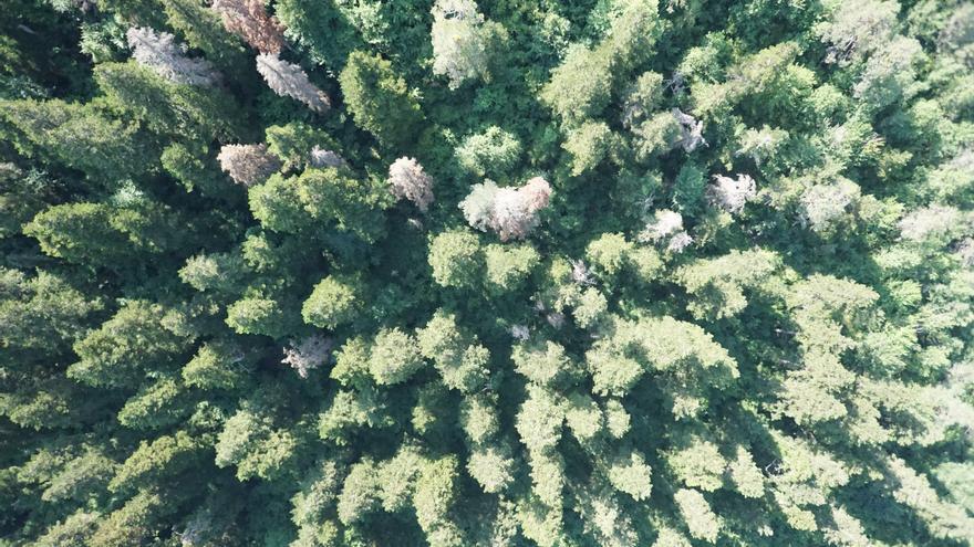 ¿Tecnología eficiente que limpia la atmósfera?: tu futuro es un bosque