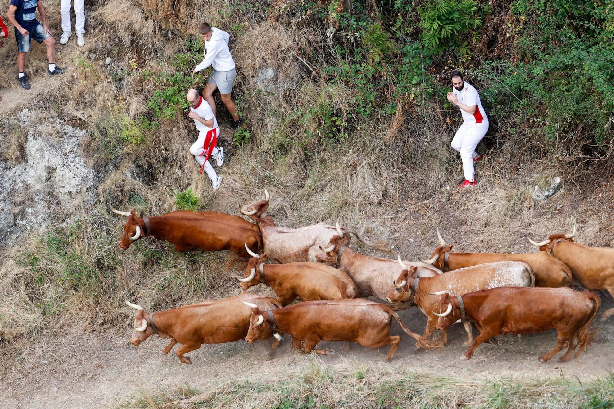 Fotos del quinto encierro del Pilón de Falces 2025 con vacas de Eulogio Mateo