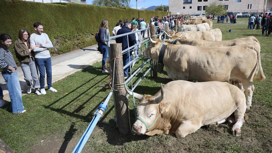 Fotos del Día de la Ternera de Navarra