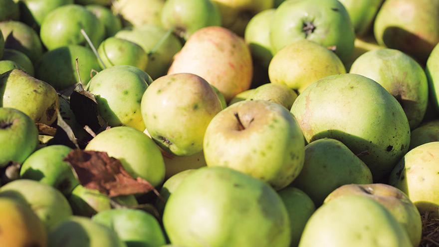 Retos y desafíos del sector de la sidra