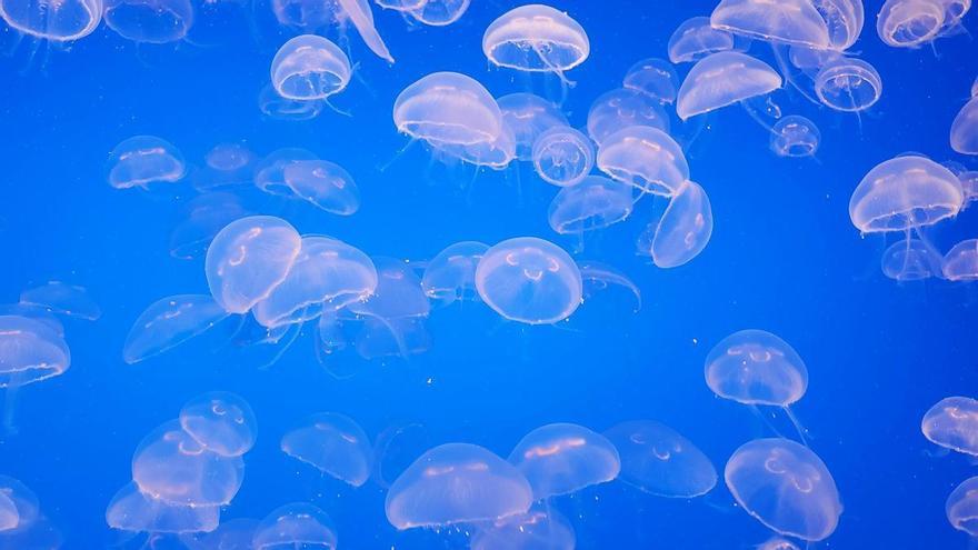 Ascienden a tres las playas de Bizkaia en las que hay presencia de medusas