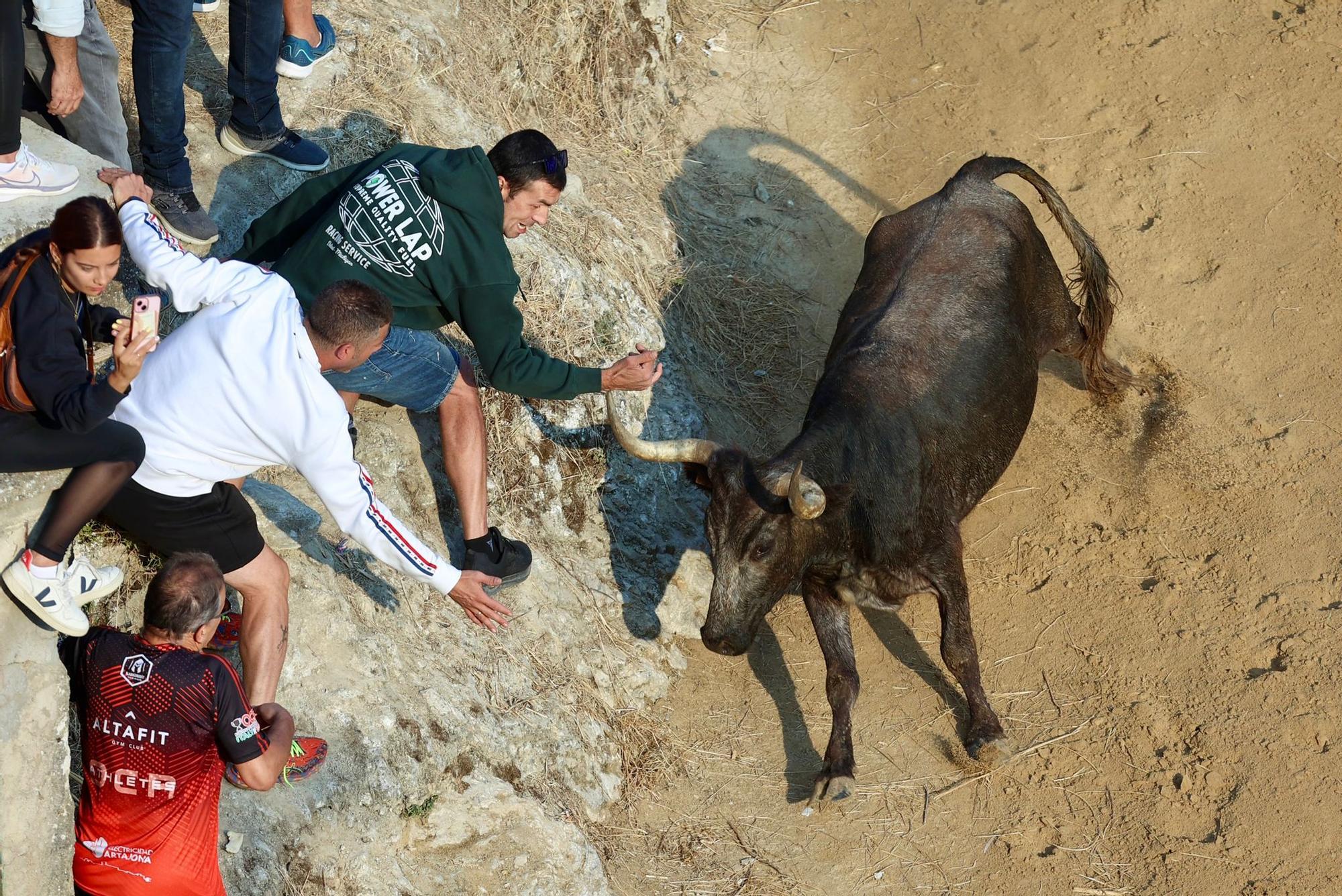 Fotos del último encierro del Pilón de Falces 2025