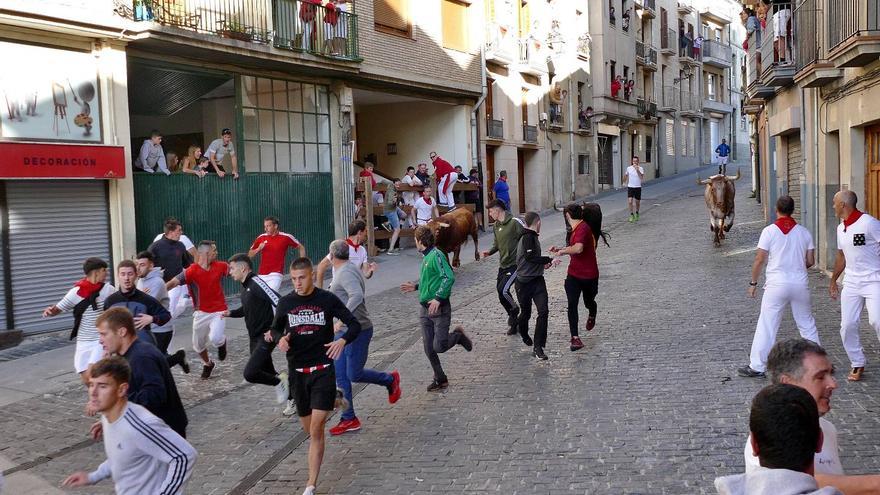 Vuelta de dos novillos en el encierro de Estella (II)