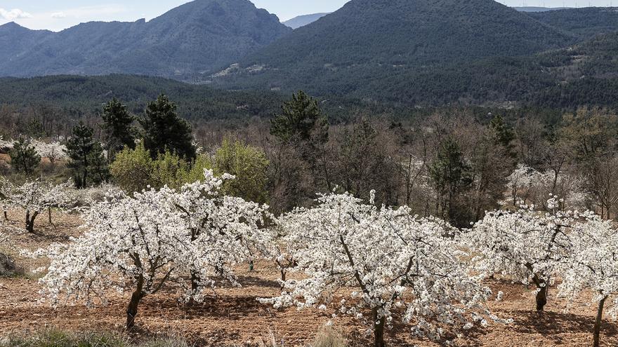 La explosión floral de los cerezos de La Bureba un espectáculo primaveral inolvidable