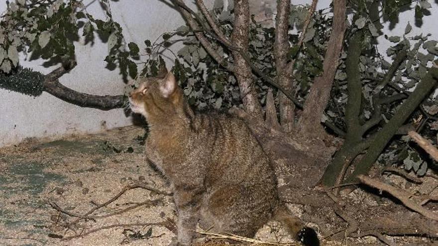 El ejemplar de gato montés puro en el centro foral de Gorliz.