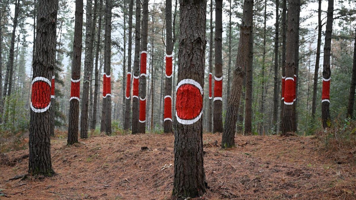 El bosque de Oma se puede descubrir con visitas libres o guiadas, pero siempre con reserva.