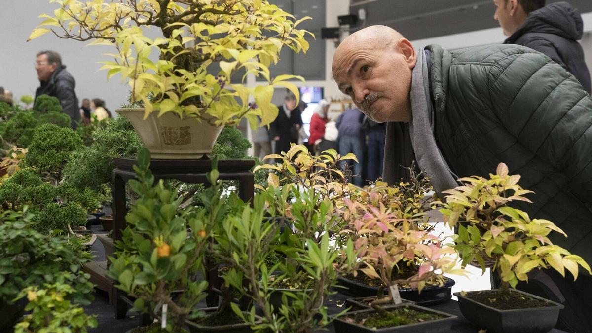 Exposición, concurso y venta de bonsáis en el Europa.