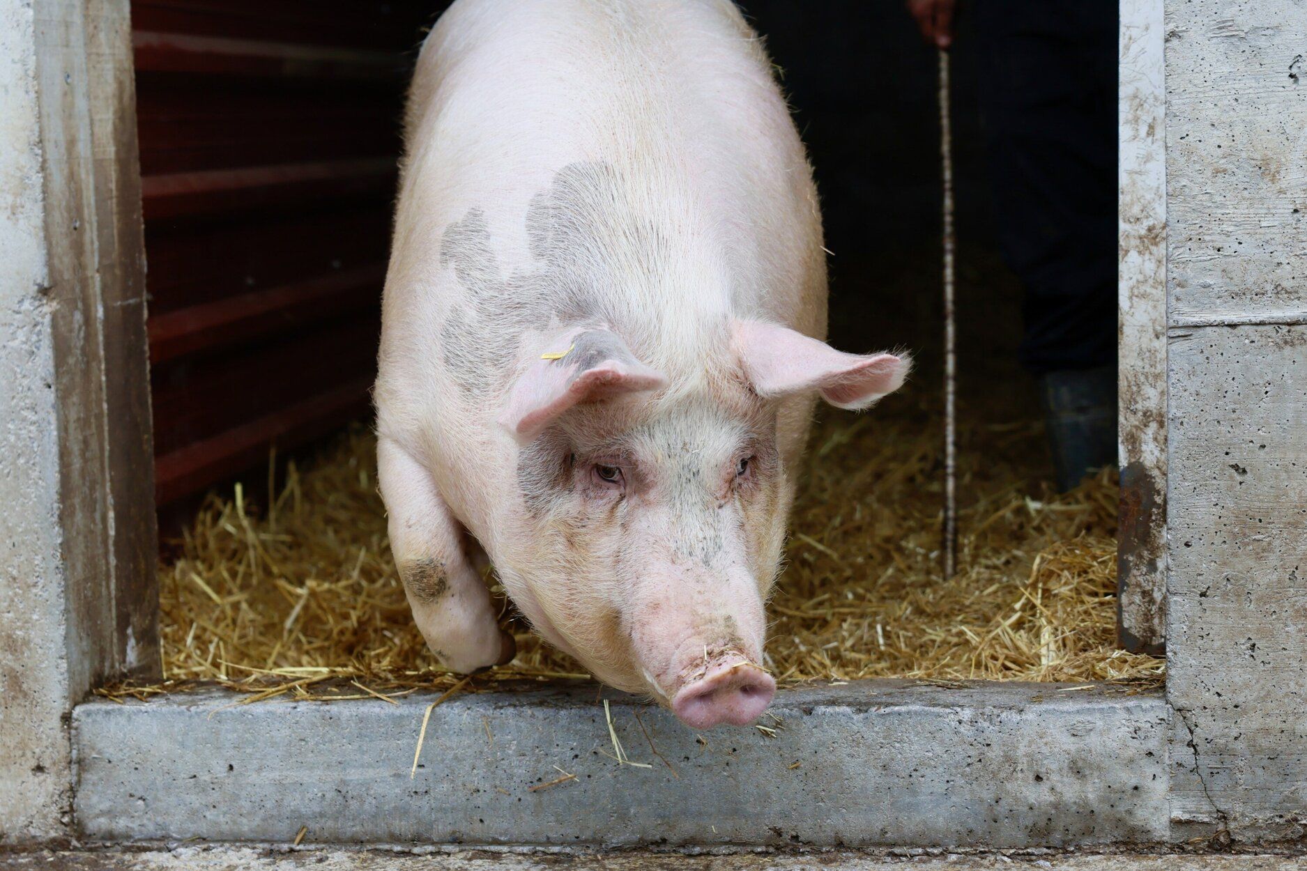 Poxpolin, la cerda de Santo Tomas 2025