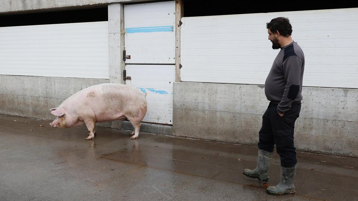 Poxpolin se pasea por Arantzeta bajo la mirada de su criador, Peio Bilbao