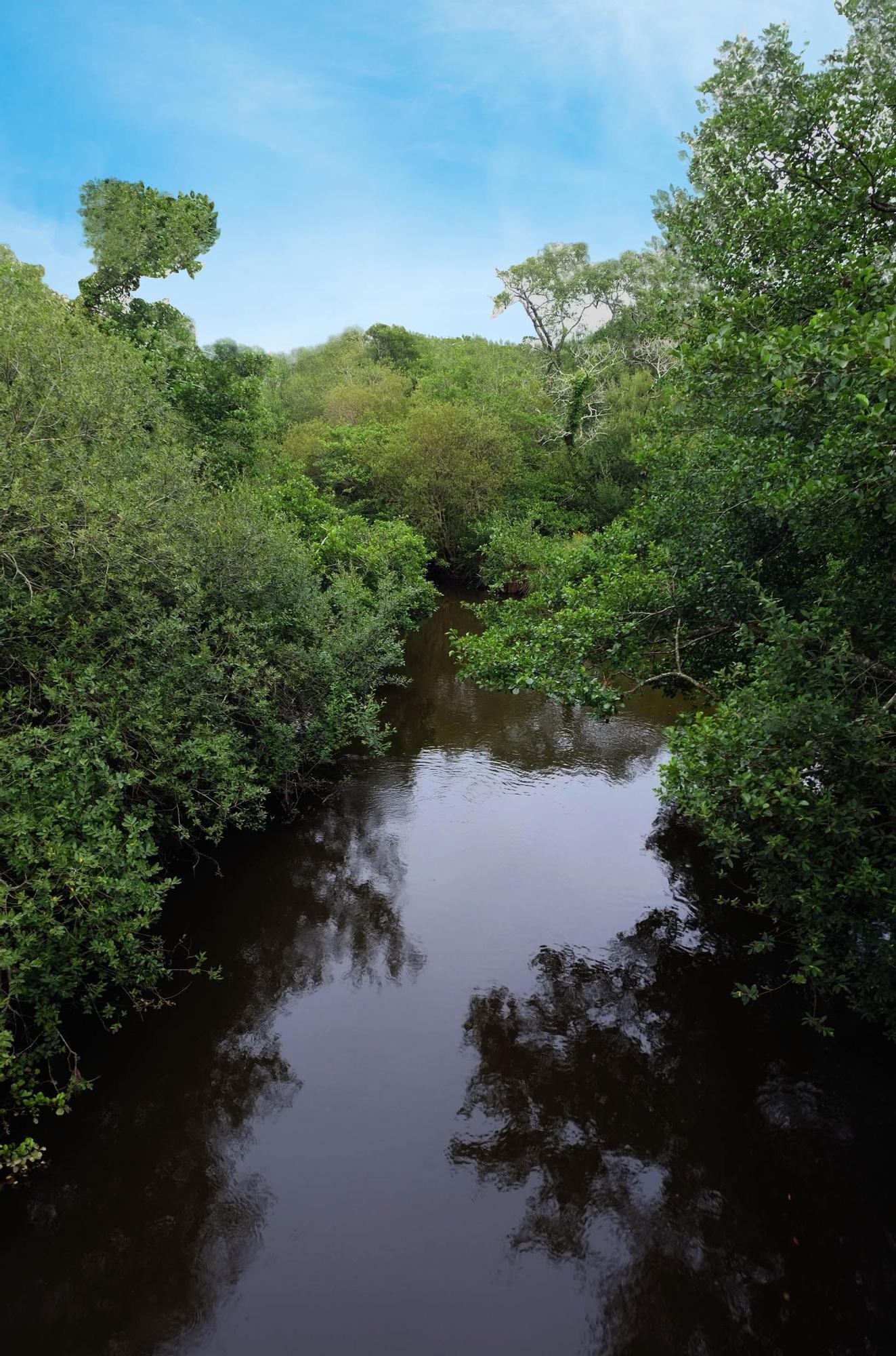 La denominada &#039;amazonía landesa&#039; presume por su biodiversidad.