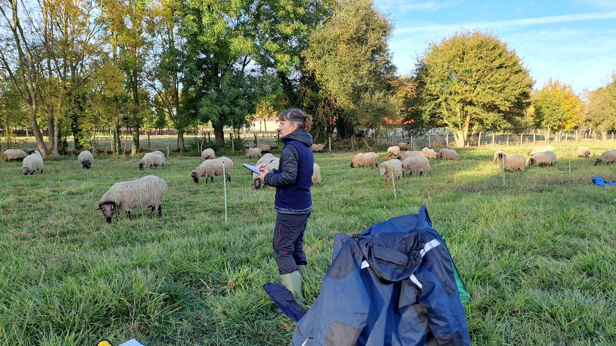 Nerea Mandaluniz porbando el collar inteligente con su rebaño de ovejas.
