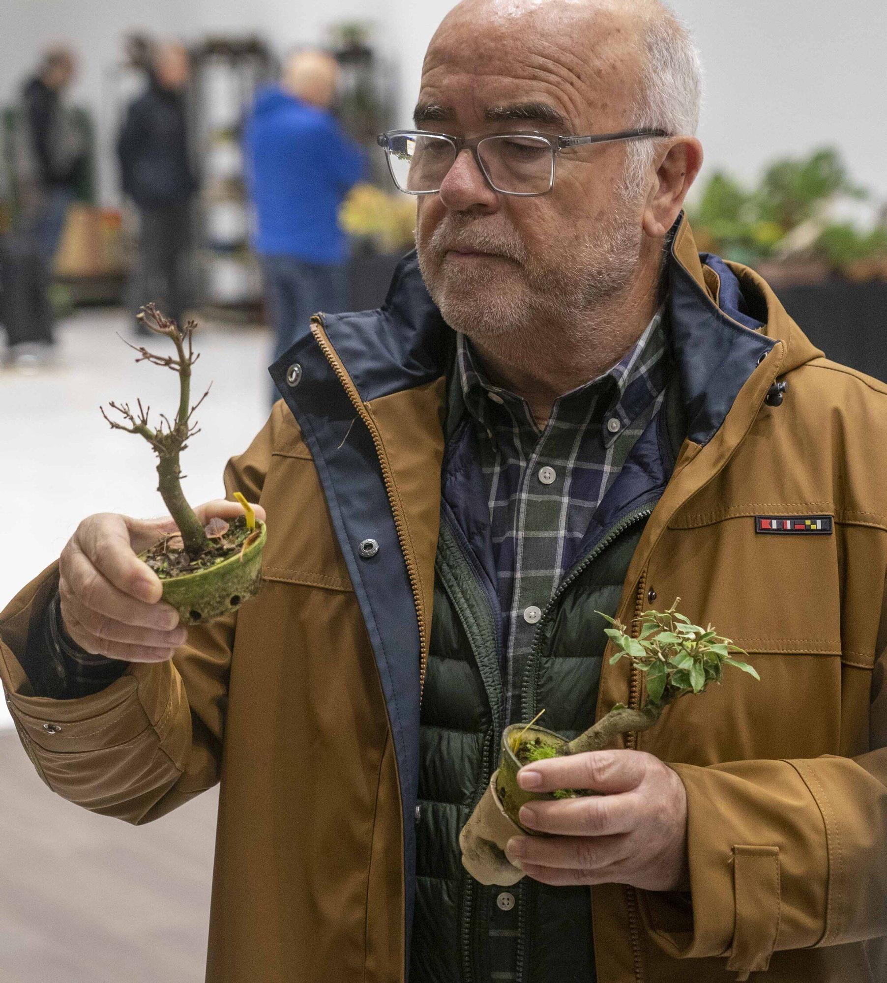En imágenes: El arte del bonsái llega a Vitoria-Gasteiz