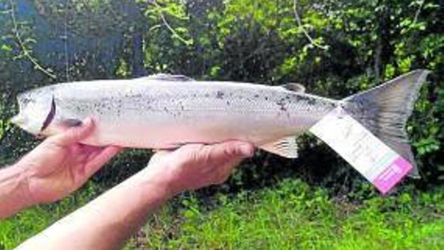 El último ejemplar pescado ayer en el río Bidasoa, con un peso de 1,77 kilos y 602 mm.