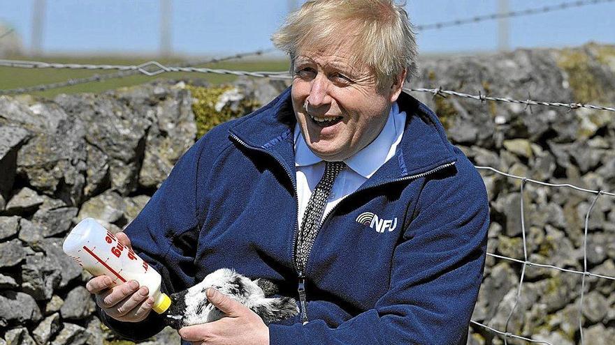 Johnson alimenta a un cordero durante una visita a una granja durante la campaña electoral local. Foto: E.P.