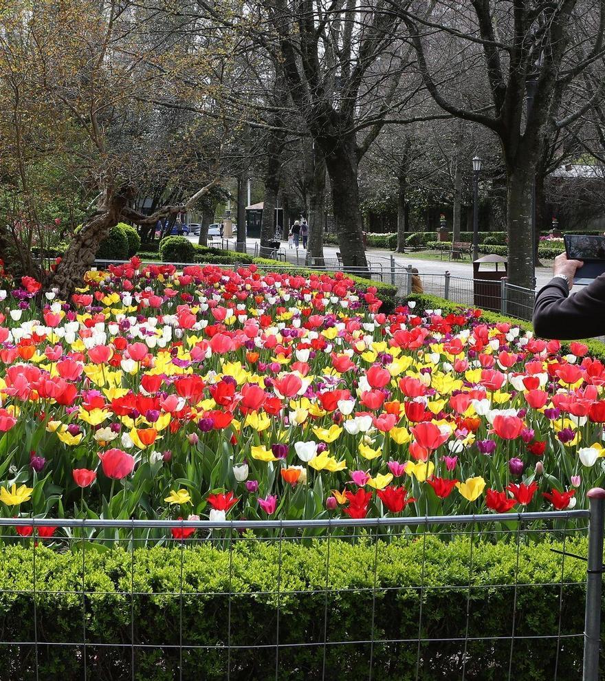 Tiempo de flores