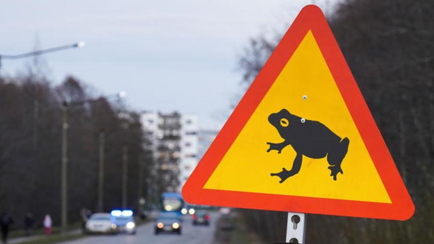 Tallin, capital de Estonia, cierra una carretera para dar paso a ranas y sapos