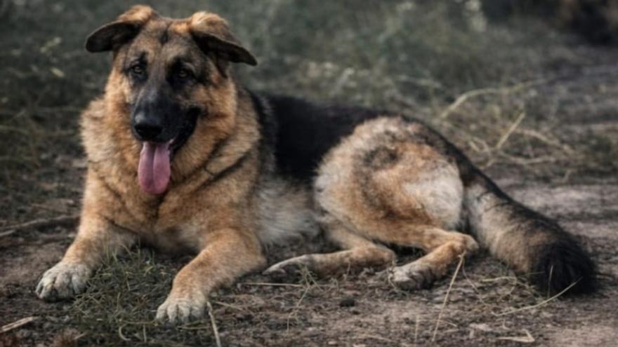 Continúa la búsqueda de Dindi, un pastor alemán desaparecido en la zona de Garinoain