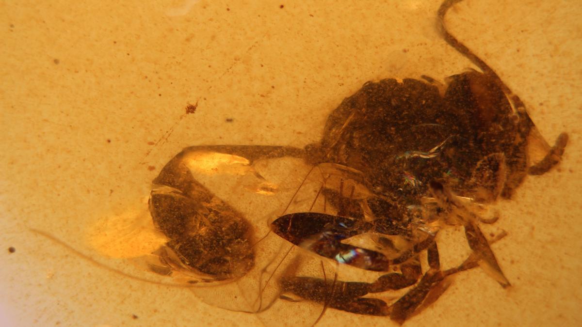 Descubren una nueva especie de avispa fósil en el ámbar de El Soplao de hace 105 millones de años