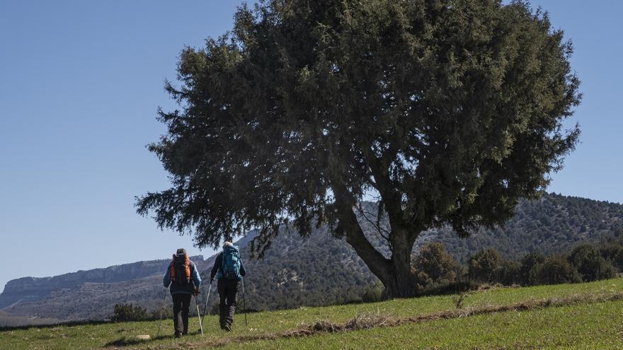 El despertar blanco del valle de Arlanza: un festín de historia y lechazo