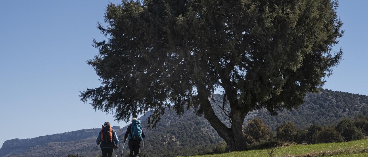 En imagenes, la floración de los gamones embellece el patrimonio del Valle de Arlanza