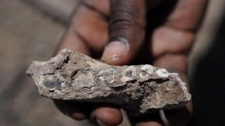 Hallado un nuevo fósil de austrolopiteco, un homínido que coexistió con el Australopithecus afarensis, la famosa Lucy, hace más de 3 millones de años.