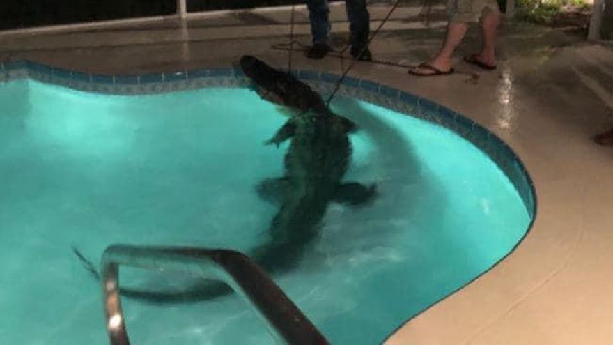 El animal, en el momento de ser trasladado de la piscina.