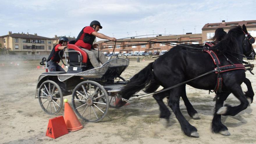 Campeonato navarro de Enganches durante la última feria celebrada en Marcilla