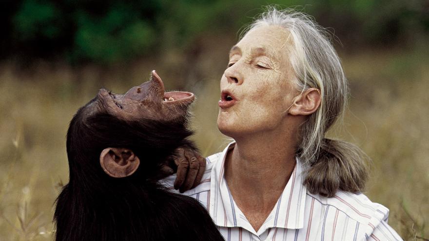 Muere a los 91 años la etóloga británica Jane Goodall, experta mundial en chimpancés