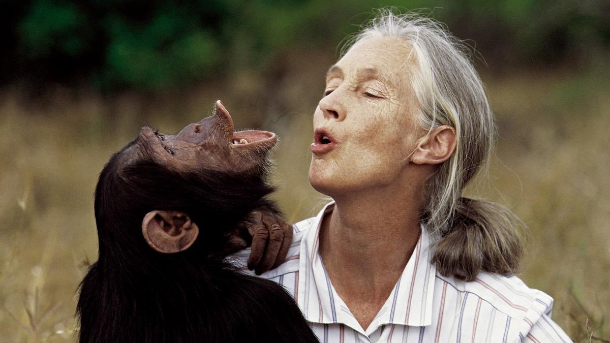  Jane Goodall ha fallecido a los 91 años