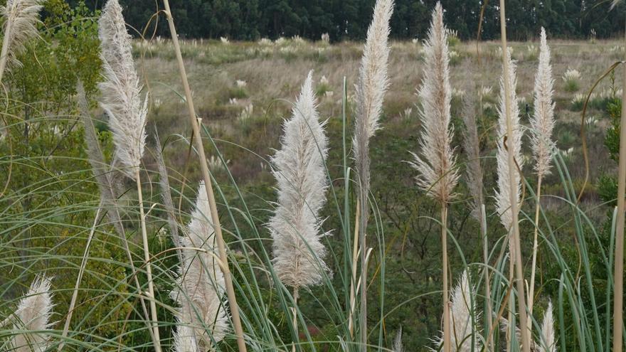 Adiós a la flora invasora: intervención en los ríos Arga, Sadar y Elorz